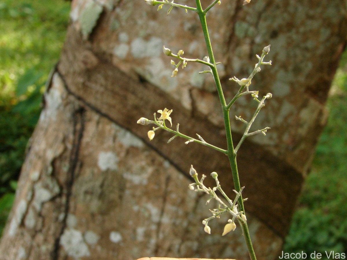 Hevea brasiliensis (Willd. ex A.Juss.) Müll.Arg.